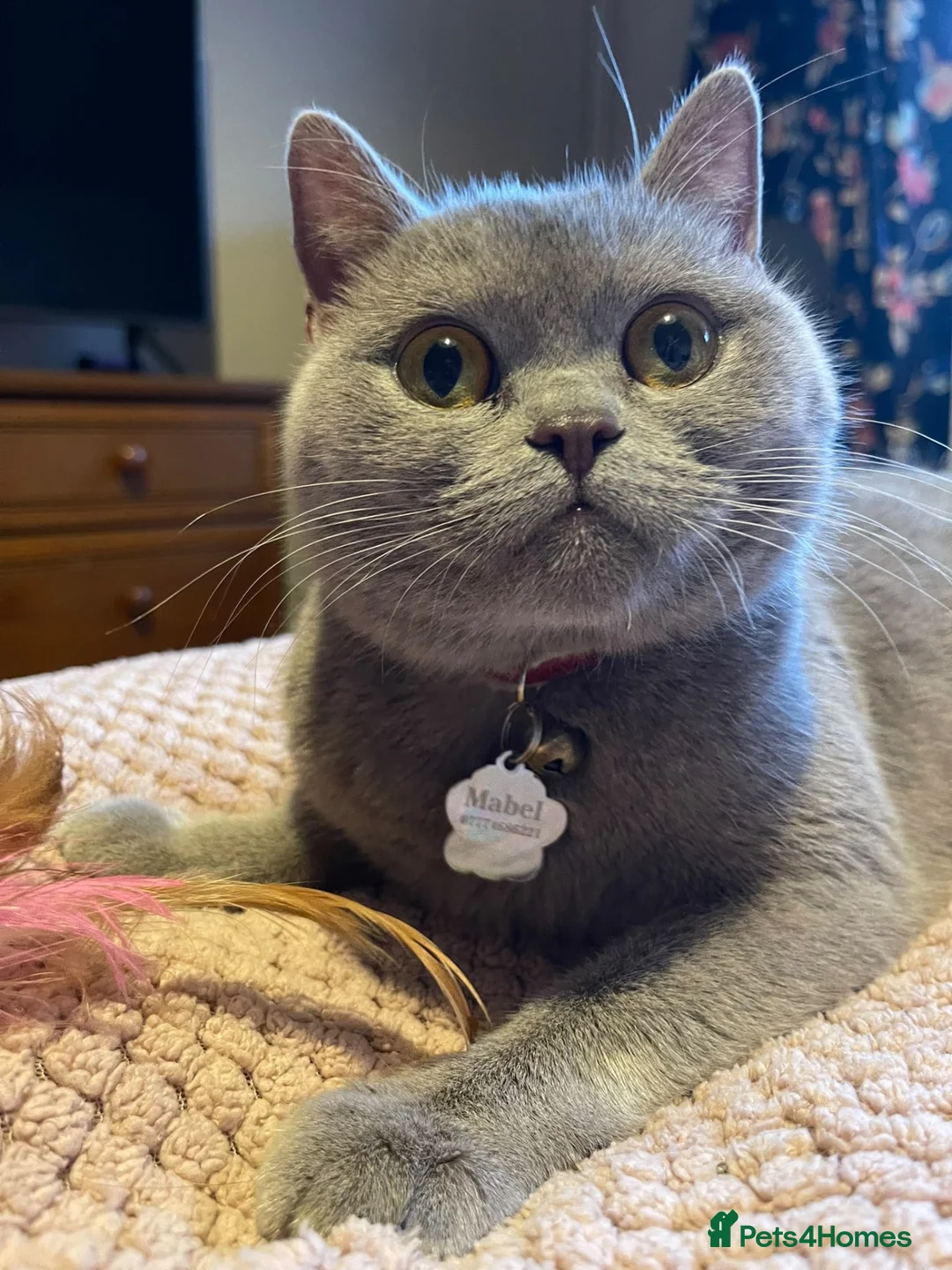 British Shorthair cats for sale: British shorthair Lilac  - Advert 1