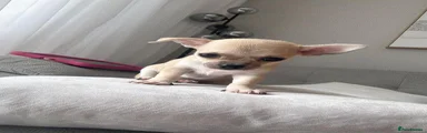 Chihuahua 3