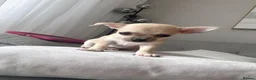 Chihuahua dogs for sale: Adorable Chihuahua Puppies Loving Forever Homes in Northampton - Advert 3