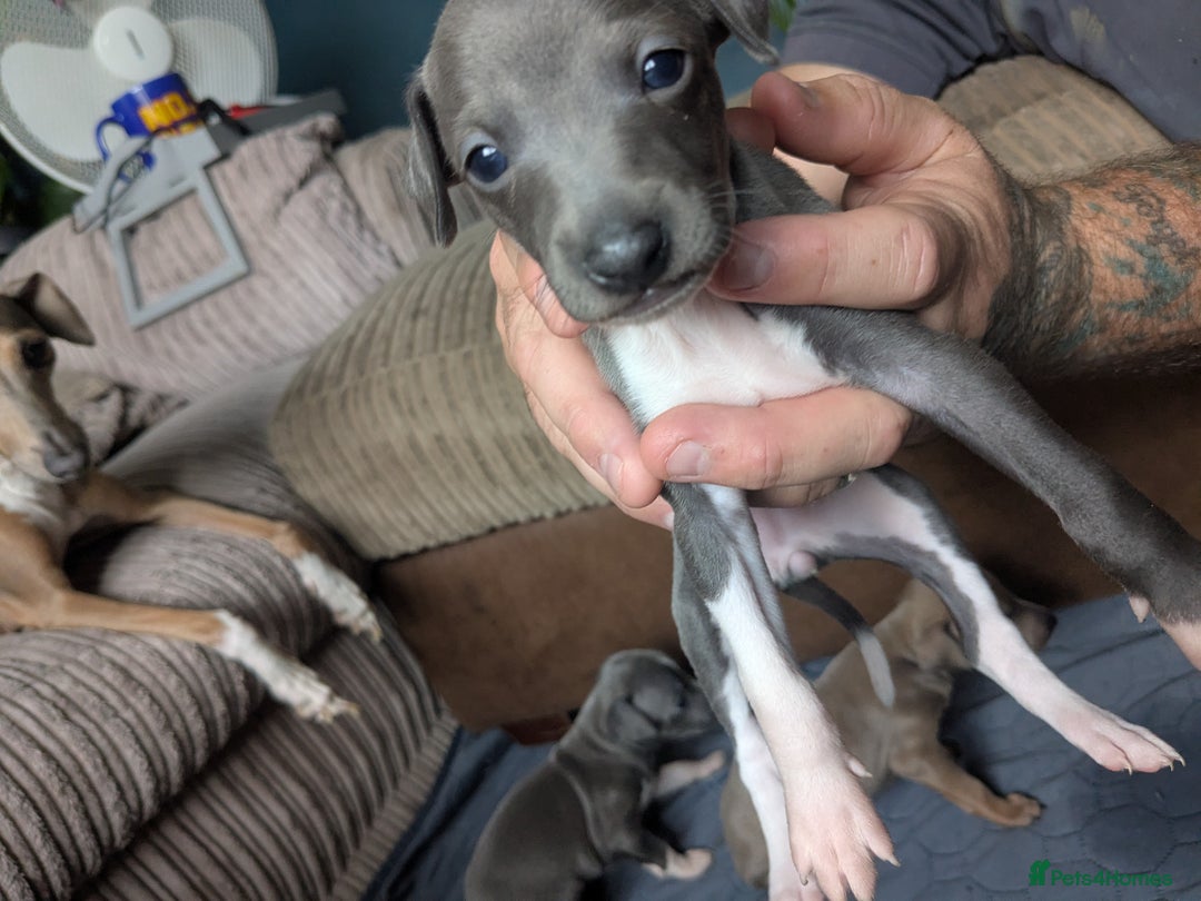 Italian Greyhound dogs for sale: Beautiful KC registered ITALIAN GREYHOUNDS  - Image 2