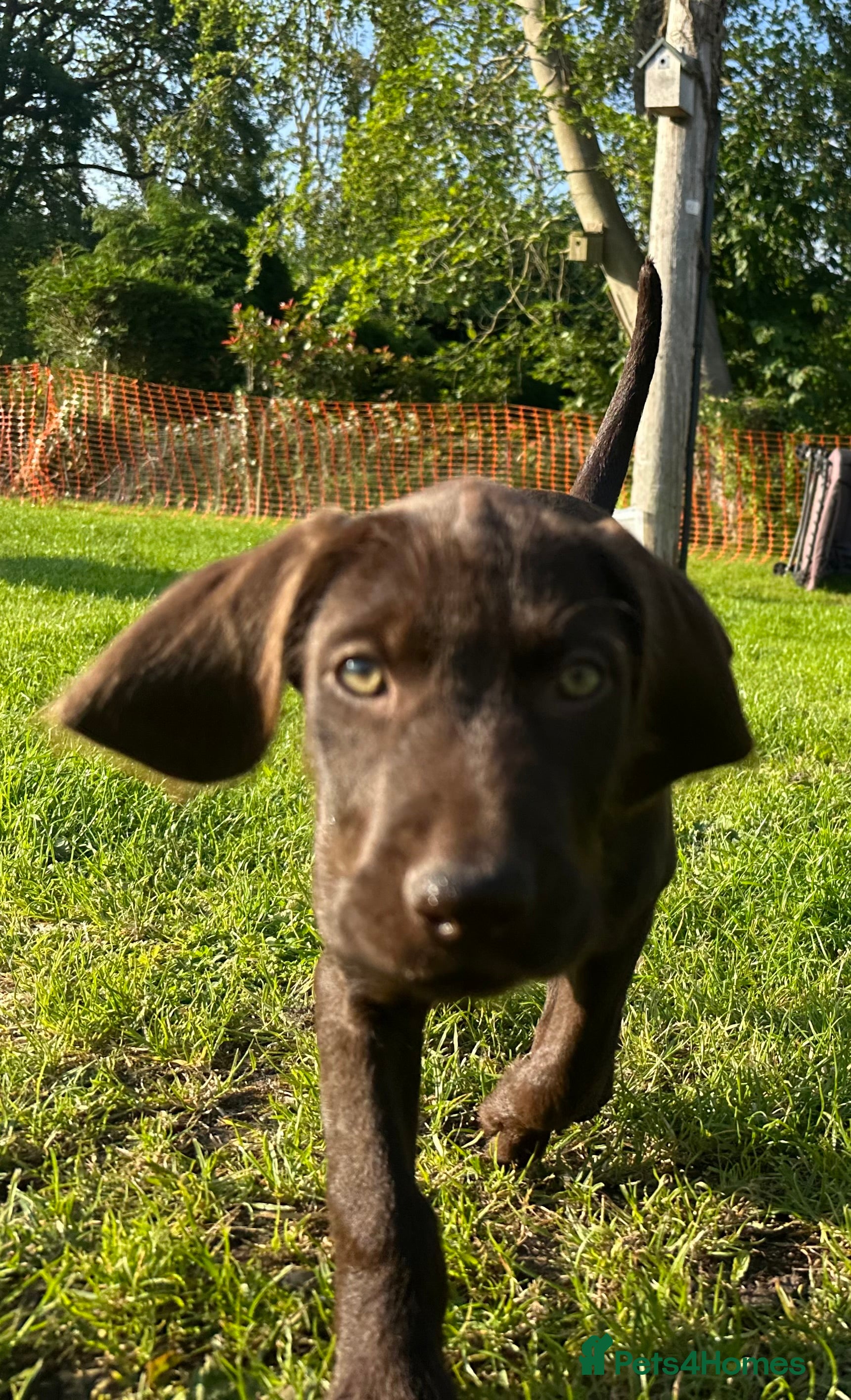 Mixed Breed dogs German wirehair pointer x pudlepointer - Advert 2