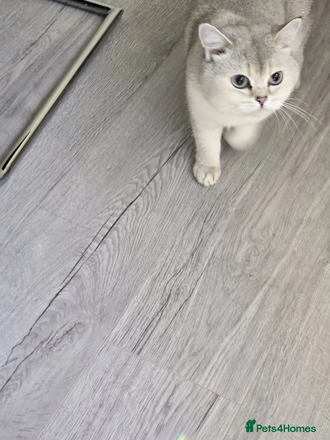 British Shorthair cats for sale: Two male cats  - Advert 2
