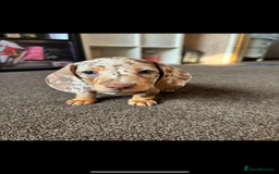 Miniature Dachshund dogs for sale: ❤️❤️Miniature dachshund ❤️❤️ - Image 9