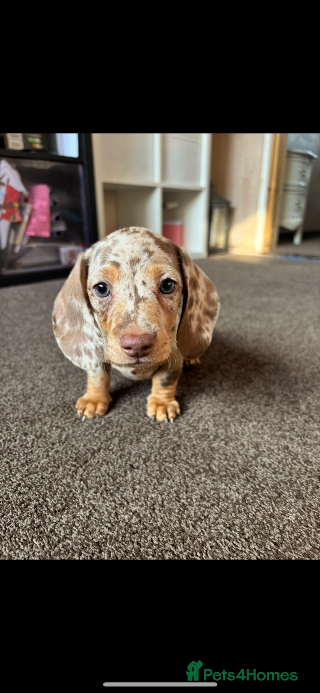 Miniature Dachshund dogs for sale: ❤️❤️Miniature dachshund ❤️❤️ - Image 9