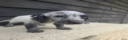Cocker Spaniel dogs for sale: ❗️5 beautiful cocker spaniel puppies❗️🥰 - Advert 11