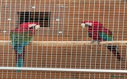 Macaws birds for sale: Pair of greenwings lovely big birds  - Image 5