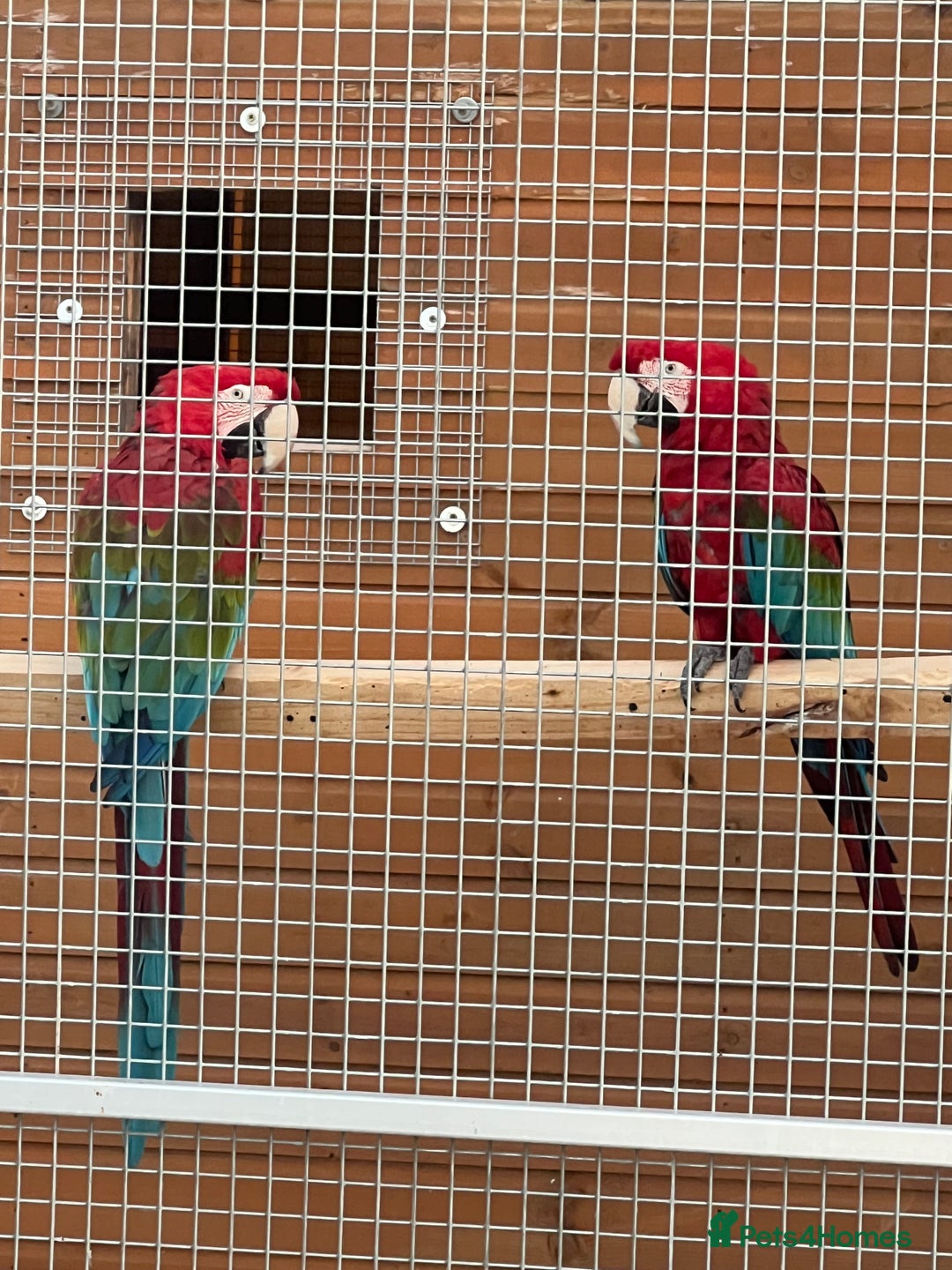 Macaws birds for sale: Pair of greenwings lovely big birds  - Image 5