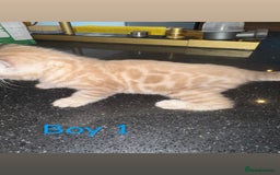 Bengal cats for sale: 4 Beautiful Bengals for sale  - Image 4
