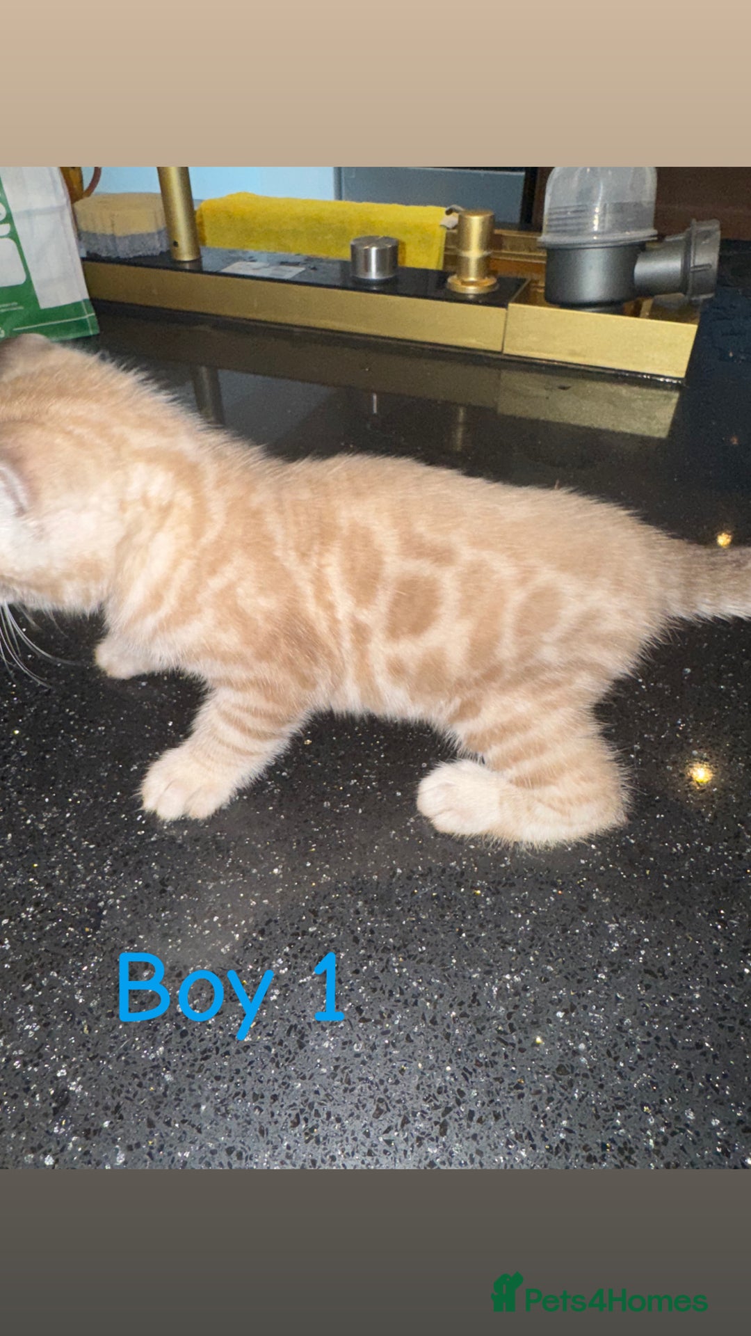 Bengal cats for sale: 4 Beautiful Bengals for sale  - Image 4
