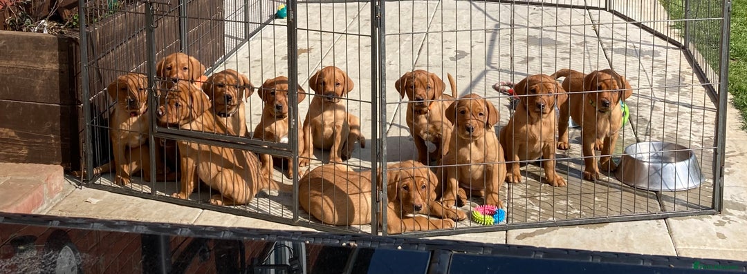 Labrador Retriever dogs for stud: FULLY HEALTH TESTED fox red labrador in Malton - Advert 6