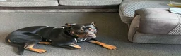 Mixed Breed dogs for sale: German Shepherd x Rottweiler x Pocket Bully in Bristol - Advert 3