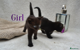 Mixed Breed cats for sale: Beatiful Maine-Coone/Bombay Kittens - Image 3
