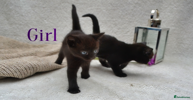 Mixed Breed cats - Advert 14