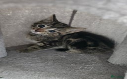 Mixed Breed cats for sale: 5 Kittens for sale - Image 32
