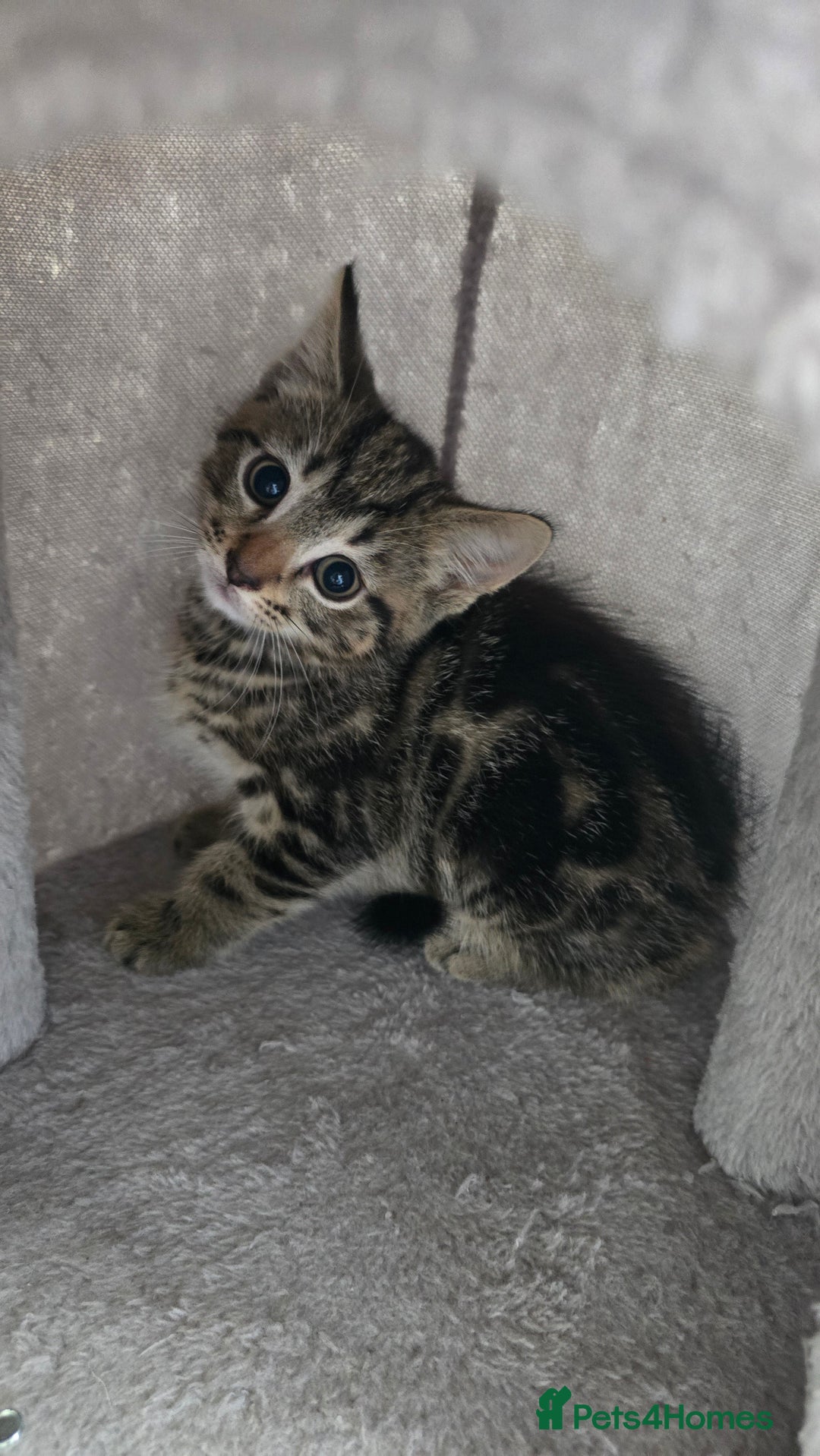 Mixed Breed cats for sale: 5 Kittens for sale - Image 32