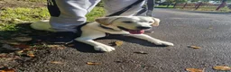 Labrador Retriever dogs for stud: 2 year old Labrador STUD  in Preston - Advert 2