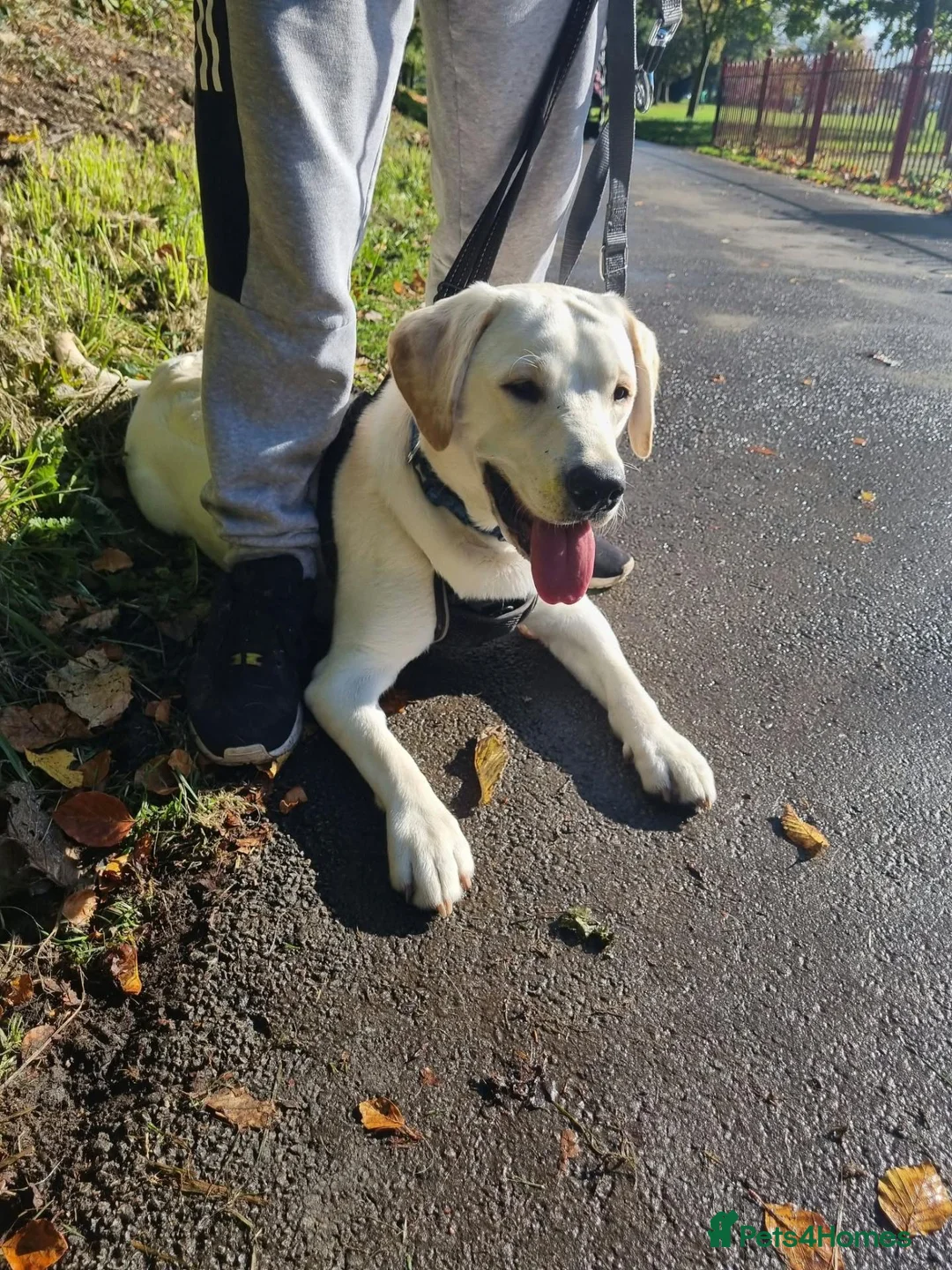 Labrador Retriever dogs for stud: 2 year old Labrador STUD  in Preston - Advert 2