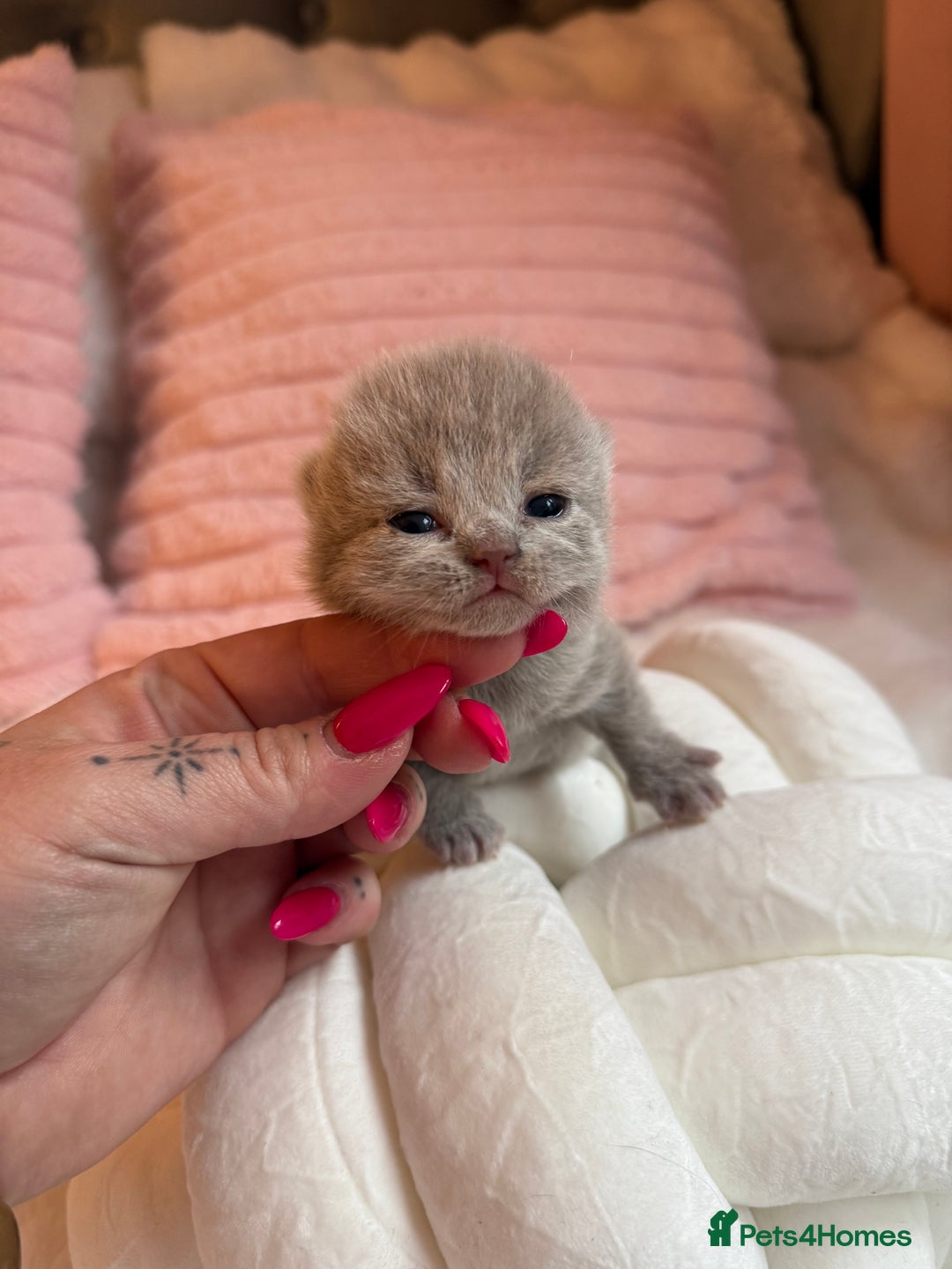 British Shorthair cats for sale: Pure British shorthair Champion line 😻🥇🏆 - Image 16