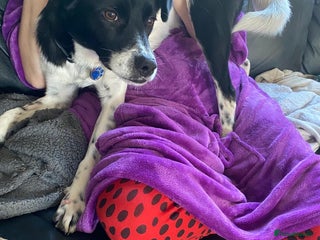 Mixed Breed dogs Parker - Advert 11