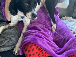 Mixed Breed dogs Parker - Advert 16