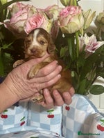 Cocker Spaniel dogs 4 gorgeous show type cocker spaniel dna clear - Advert 13