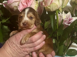 Cocker Spaniel dogs 7 gorgeous show type cocker spaniel dna clear - Advert 13