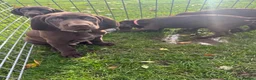 German Shorthaired Pointer dogs for sale: German Shorthaired Pointer puppies  - Advert 9