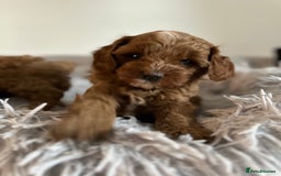 Cavapoo dogs for sale: Stunning Red Cavapoo Boys  - Image 2