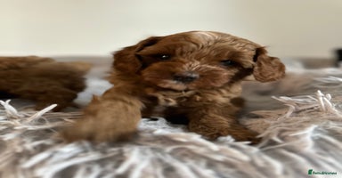 Cavapoo dogs - Advert 11
