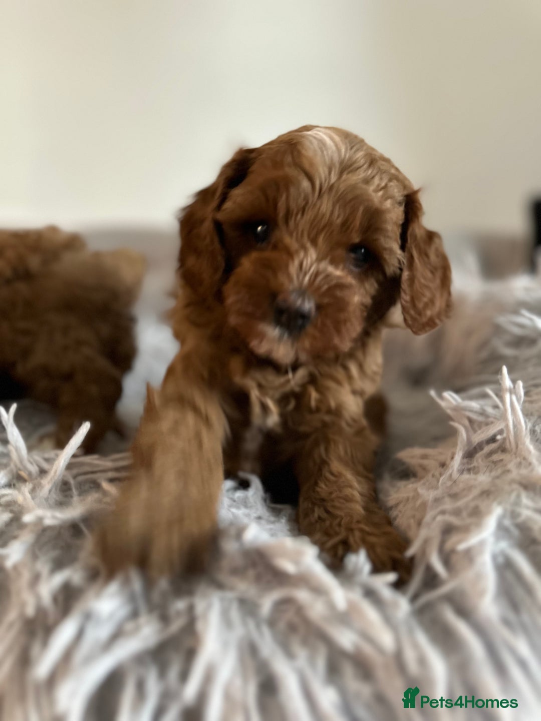 Cavapoo dogs for sale: Stunning Red Cavapoo Boys  - Image 2