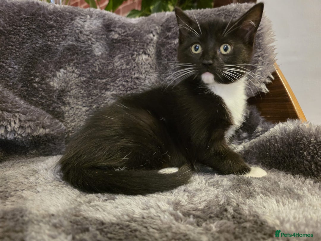 Ragdoll cats for sale: Rehomed  - Advert 15