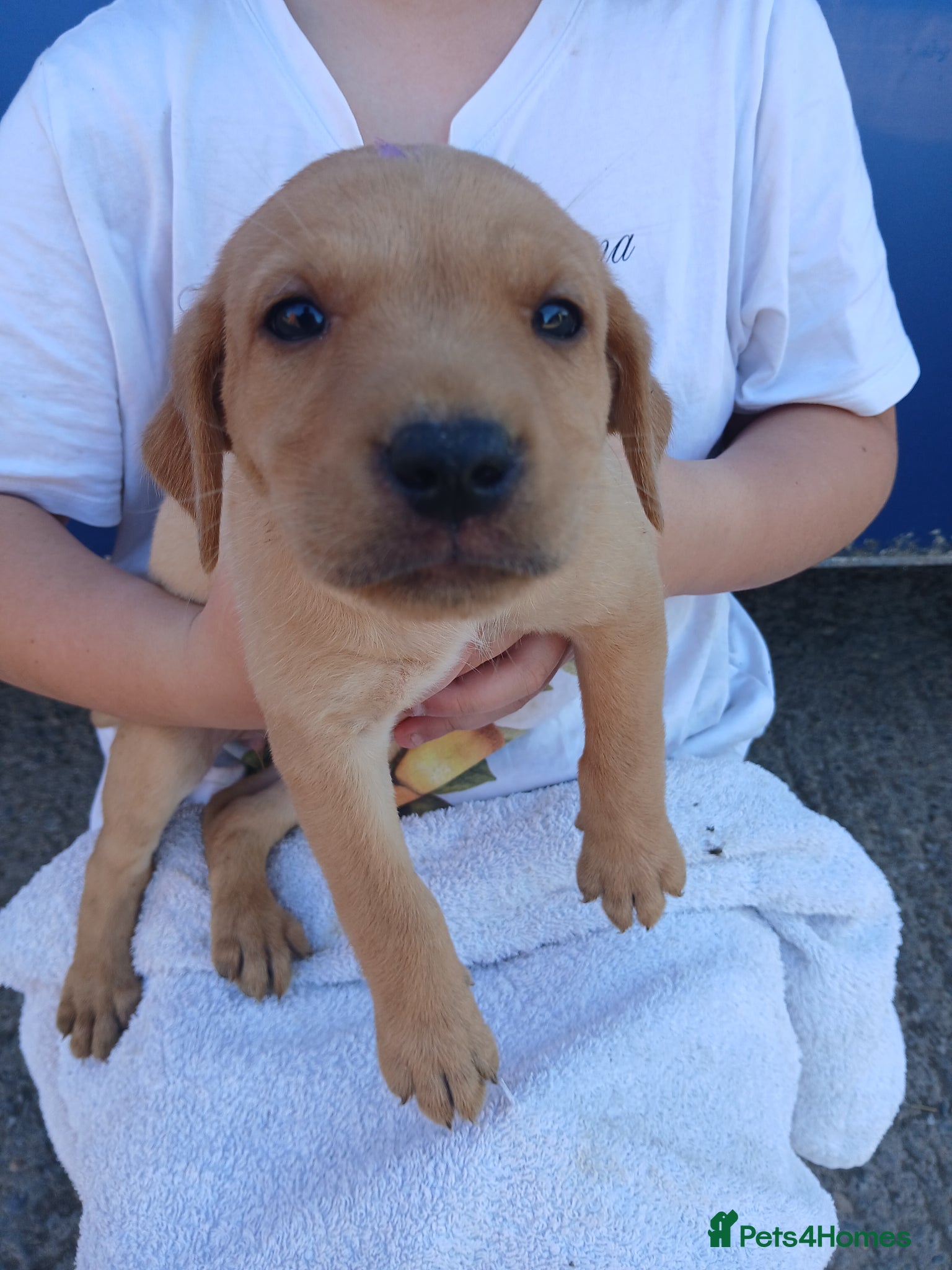 Labrador Retriever dogs for sale: Fabulous litter of golden and fox red lab puppies. - Advert 6