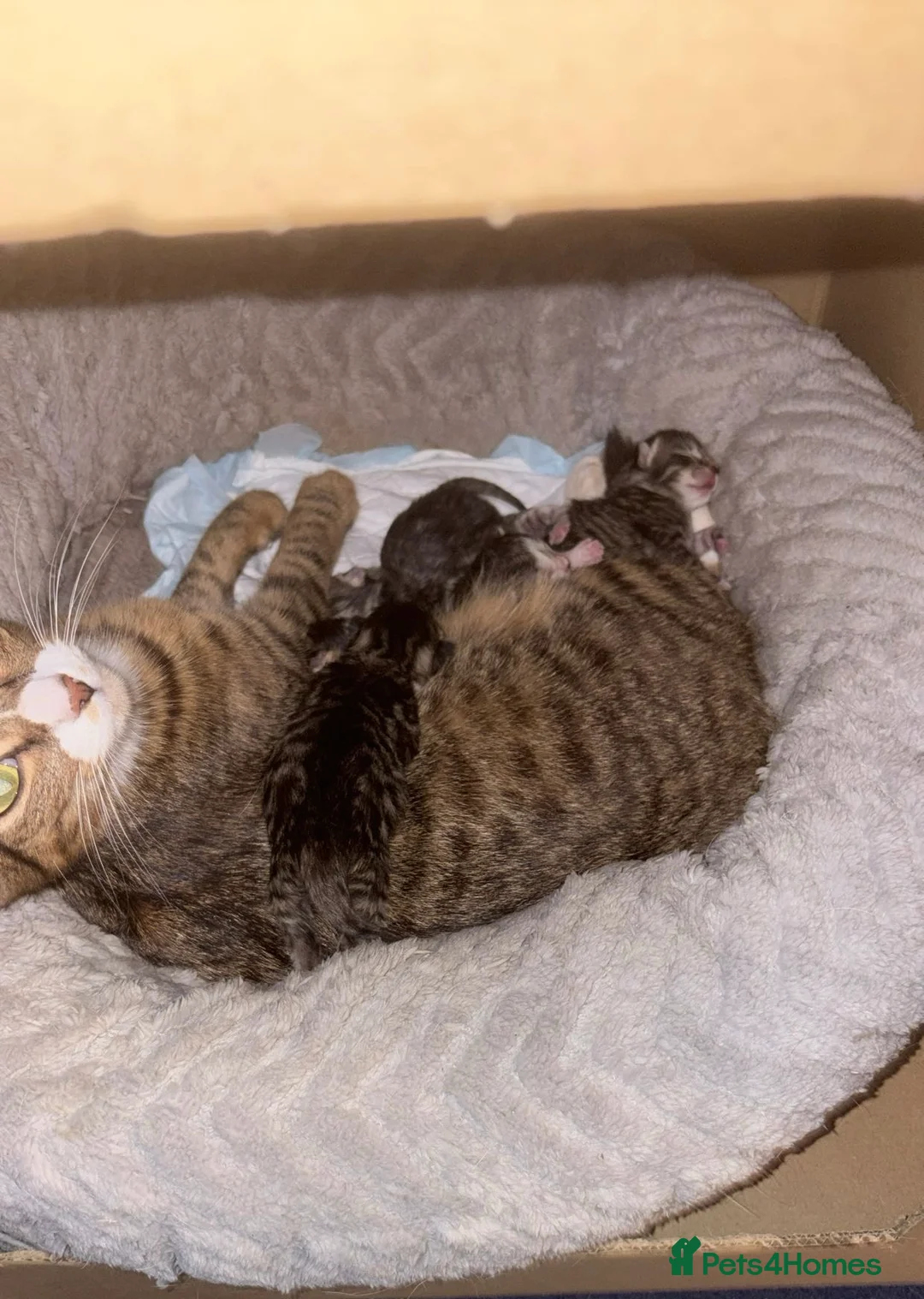 Mixed Breed cats for sale: 🐾 Home-Raised Kittens Looking for Loving Homes 🐾 in Bristol - Advert 2