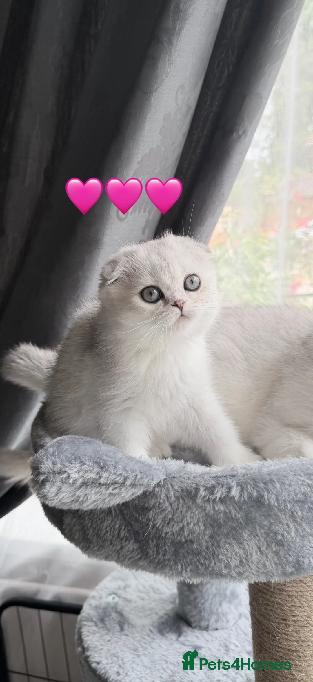 Scottish Fold cats for sale: Beautiful Chinchilla Scottish fold & Straight 💞🐾 - Advert 2