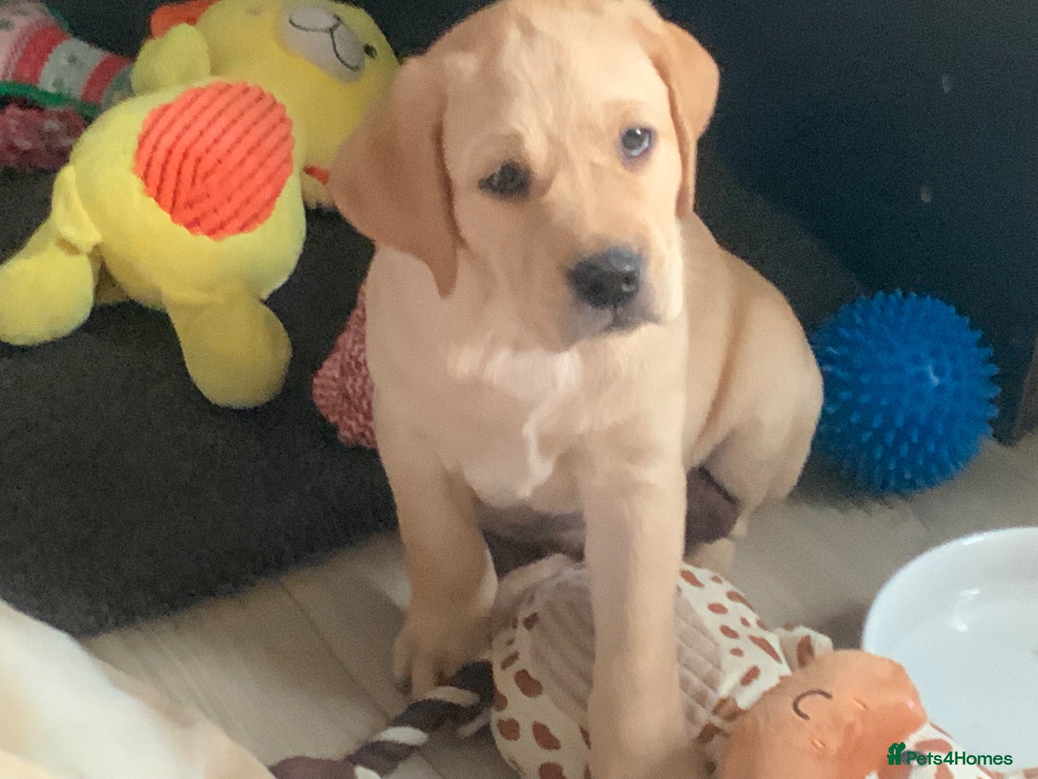 Labrador Retriever dogs KC Registered Yellow Labrador Puppies for sale   - Advert 1