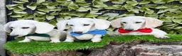Miniature Dachshund dogs for sale: Pure White GHOST dachshunds - Advert 5