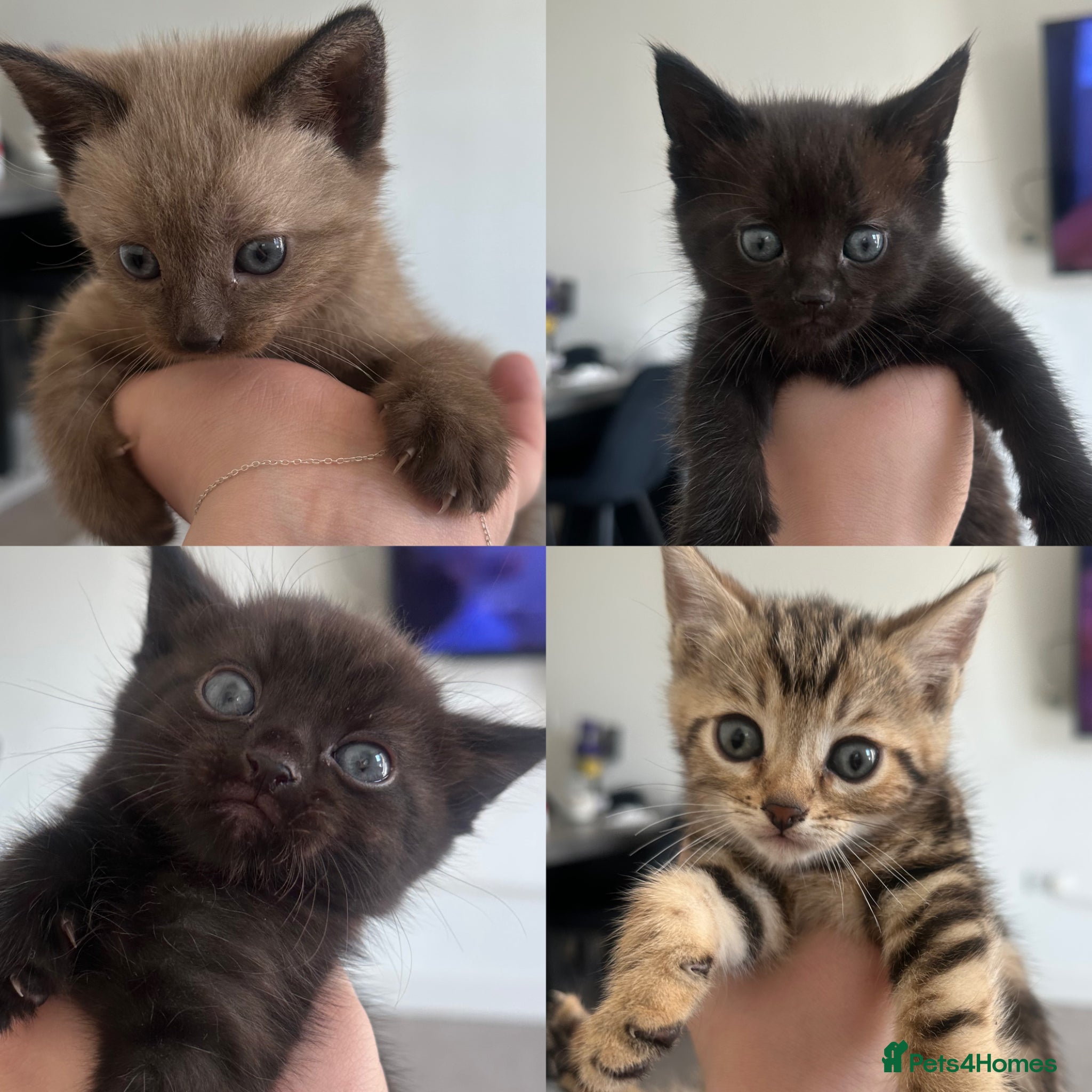 Bengal cats Bengal kittens for sale  - Advert 1