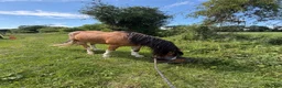 Irish Cob horses for sale: Buddy  in Winchester - Advert 4