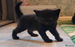 Scottish Fold cats for sale: Scottish kittens for sale  - Image 5