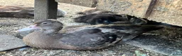 Ducks poultry for sale: Muscovy - lots of colours - Hatched Regularly - Advert 3