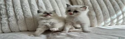 Ragdoll cats for sale: TICA REGISTERED RAGDOLL KITTENS - Advert 15