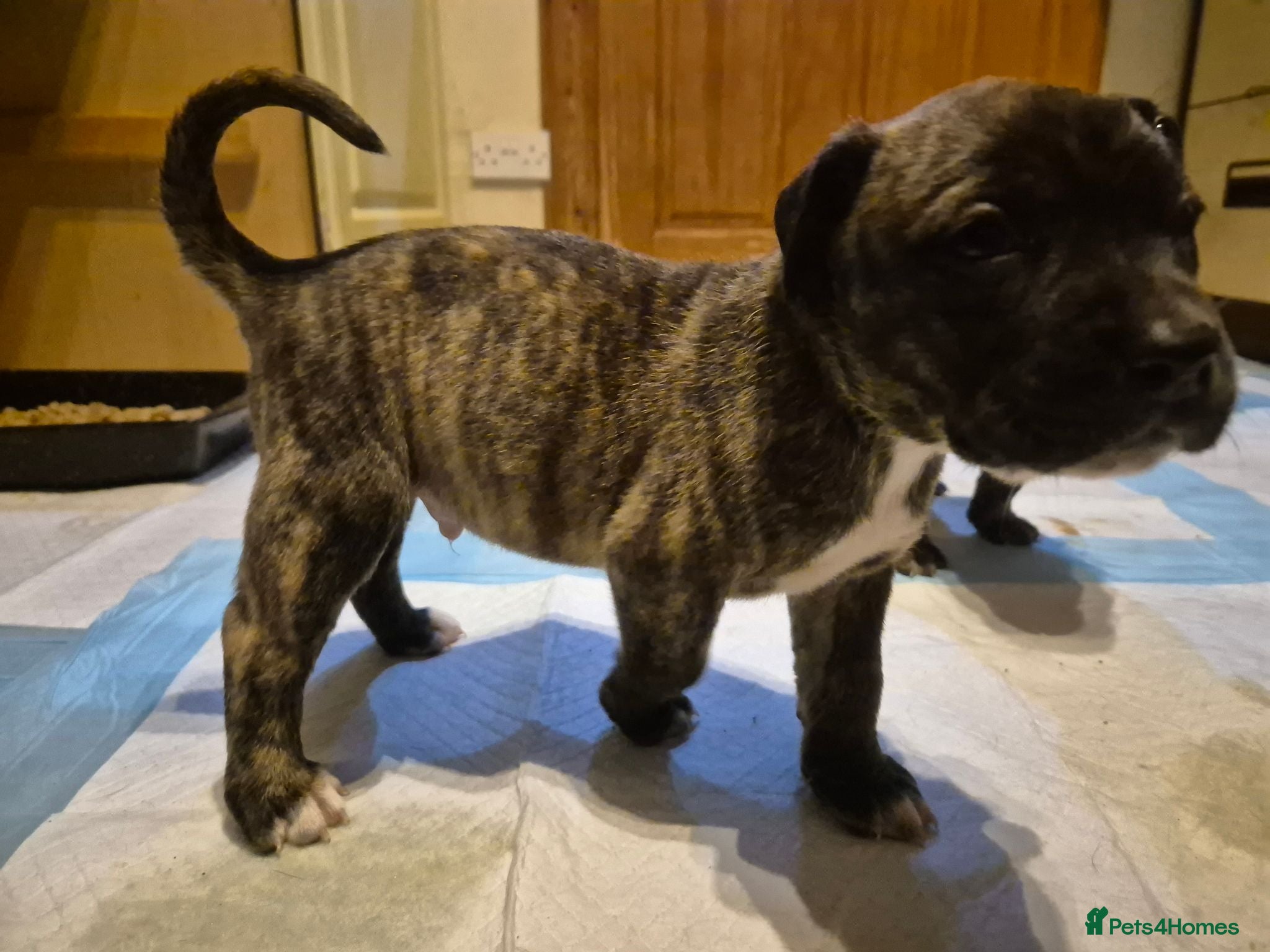 Mixed Breed dogs Beautiful Brindle Cane Corso/ Mastiff pups - Advert 2