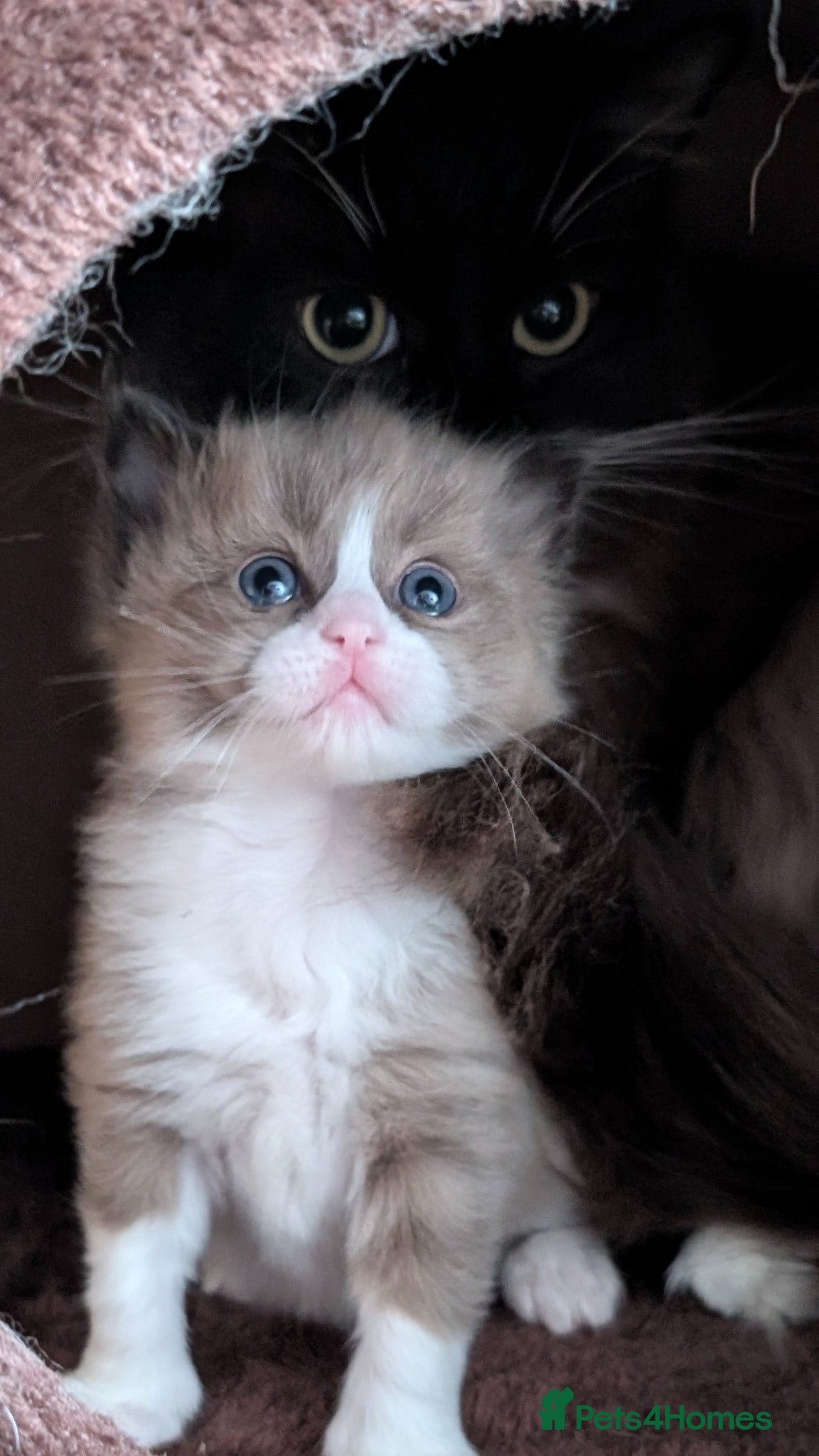 Ragdoll cats Ragdoll Kittens MINK Boy & girl - Advert 1