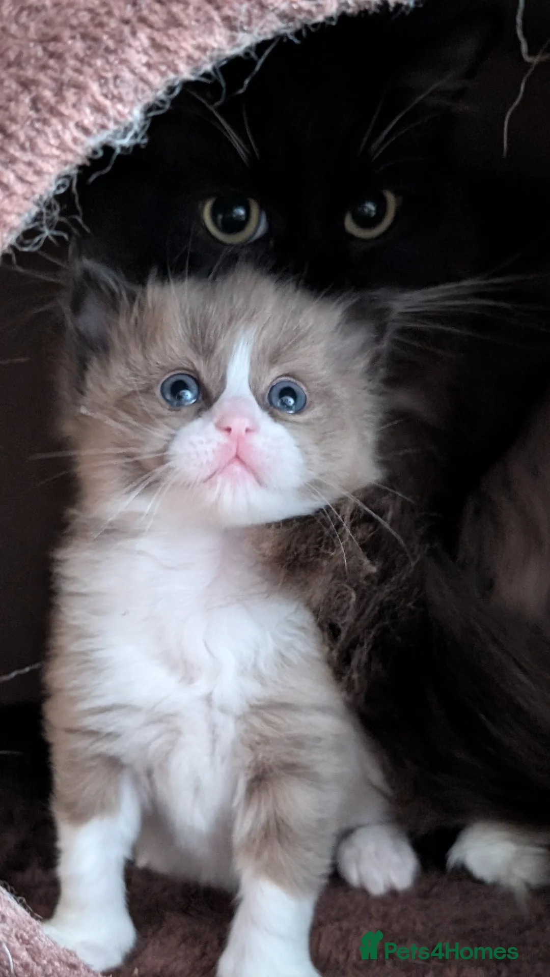 Ragdoll cats for sale: Ragdoll Kittens MINK Boy & girl - Advert 1