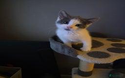 Domestic Shorthair cats for sale: 5 kittens available  - Advert 3