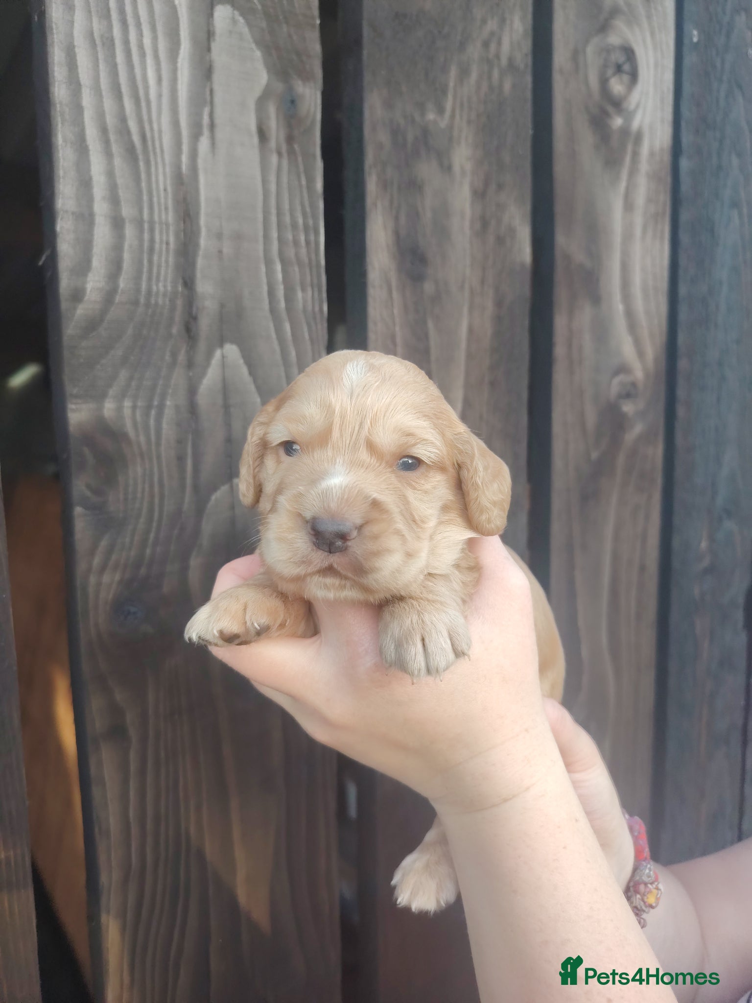 Cocker Spaniel dogs Working Cocker Spaniels 👀🏡 - Advert 15