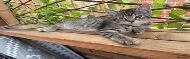 British Shorthair 4