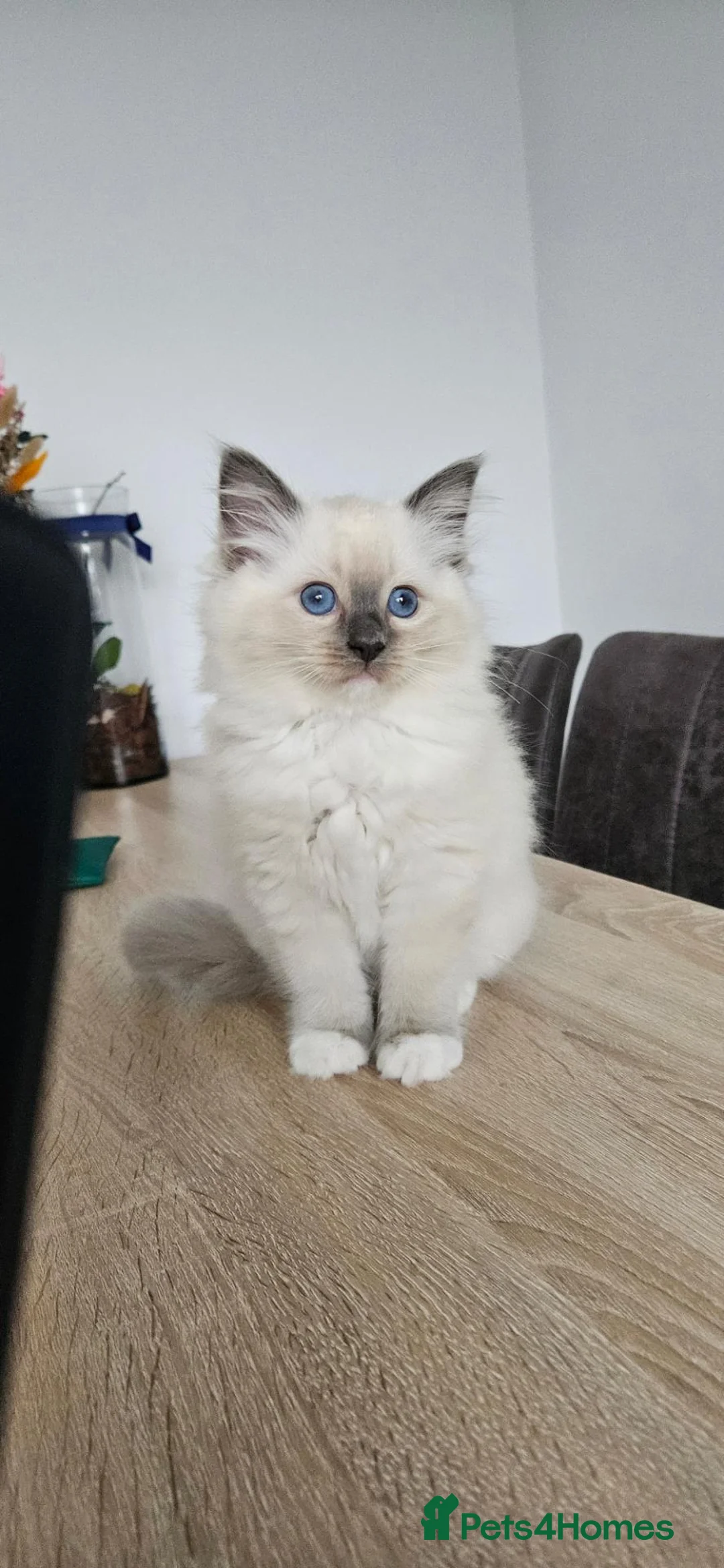 Ragdoll cats for sale: Stunning Ragdoll girl  - Advert 2