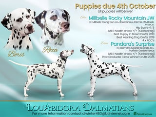 Dalmatian dogs This is an all liver litter of Dalmatian puppies - Advert 17
