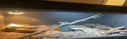 Bearded Dragon reptiles for sale: red leatherback transparent bearded dragon  - Advert 6